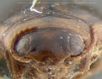 Media type: image;   Entomology 5992 Aspect: head frontal view
